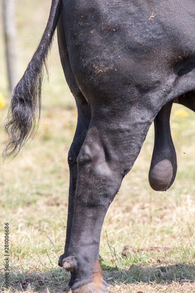 Black bull testicles. Large hanging ball sack. Domestic farm animal Stock  Photo | Adobe Stock