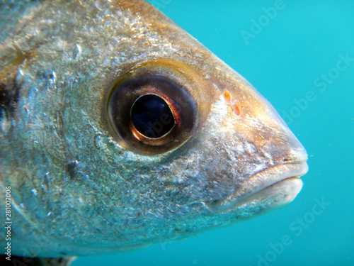 particular close-up of head and eye of bastard grunt pomadasys incisus or pomadasys bennetti photo