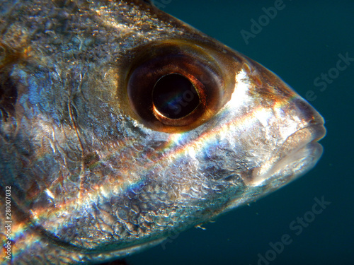particular close-up of head and eye of bastard grunt pomadasys incisus or pomadasys bennetti