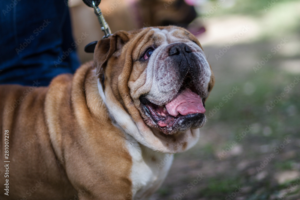 brown and white english bulldog brown and white english bulldog