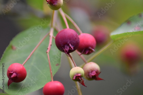 Unreife Beeren einer Felsenbirne (Amelanchier)