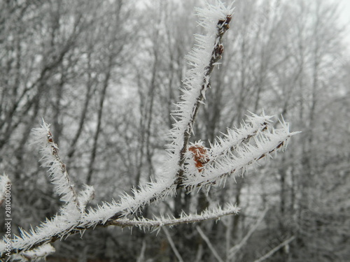 branches in snow