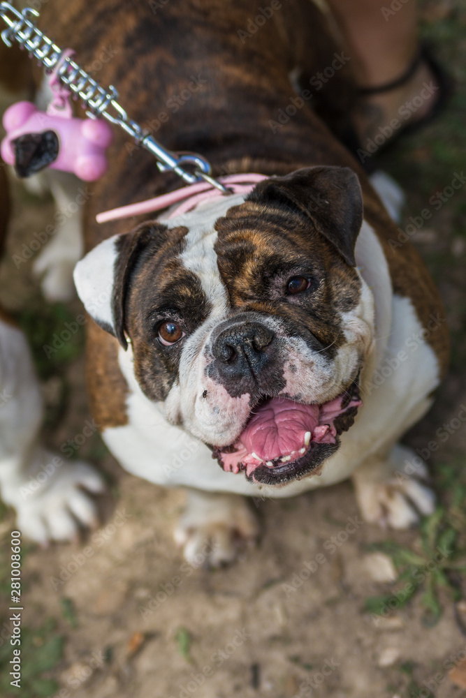 brown and white english bulldog brown and white english bulldog