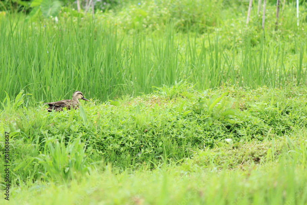 田んぼのカモ 田んぼのカモ
