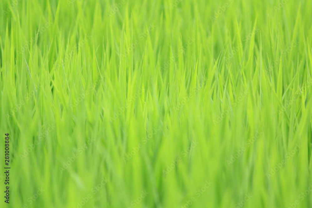 夏の田んぼ 夏の田んぼ