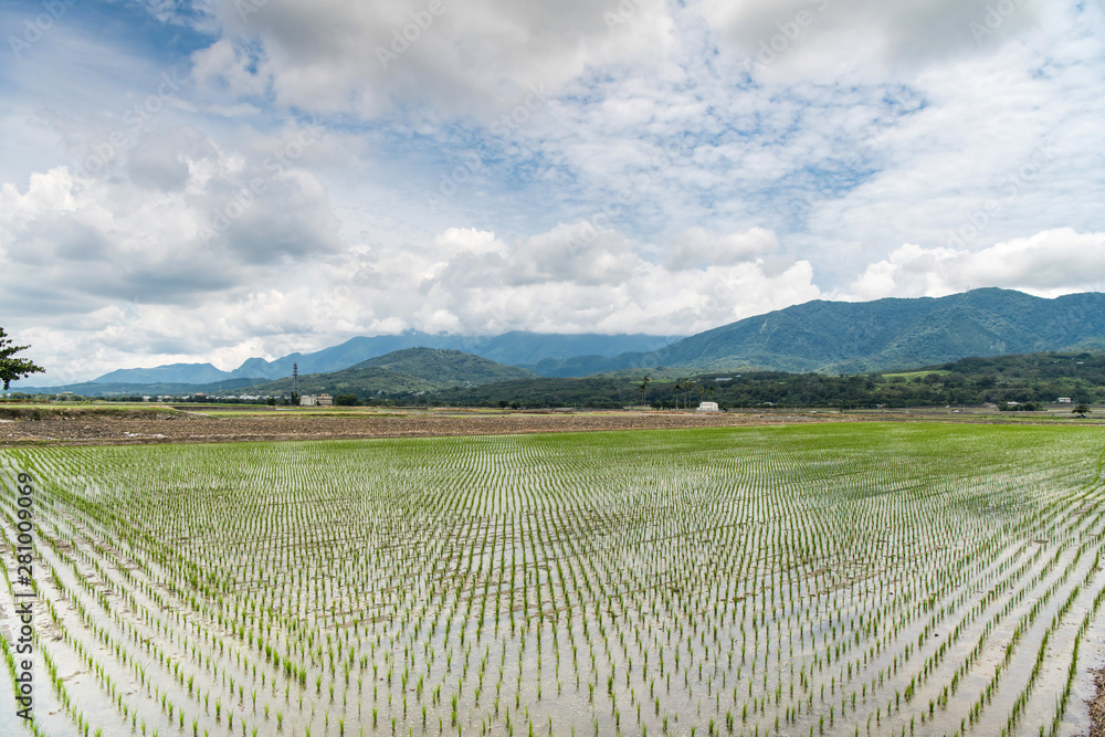 Fototapeta premium Reflection of paddy fields, mirror of the sky, Landscape View Of Beautiful Rice Field