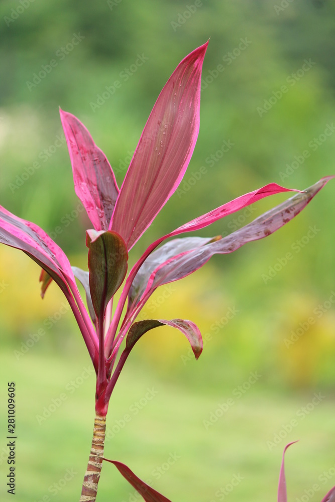 Fototapeta premium flower in garden