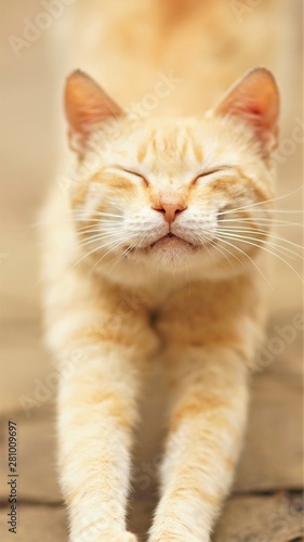 Cute ginger cat is stretching in the street with eyes closed