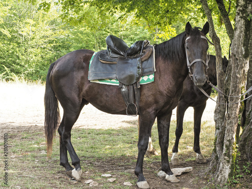 Side view of dark brown horse with saddle tied to tree at natural background