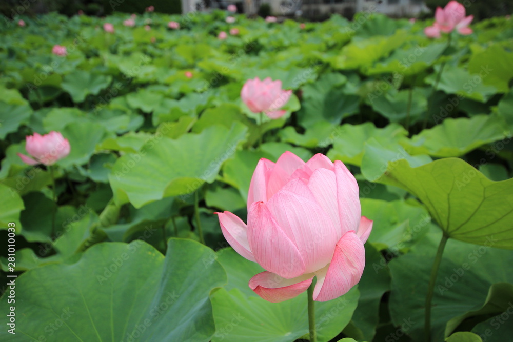 南伊豆の古代ハス