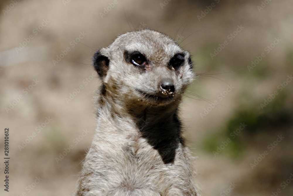 Fototapeta premium Suricate