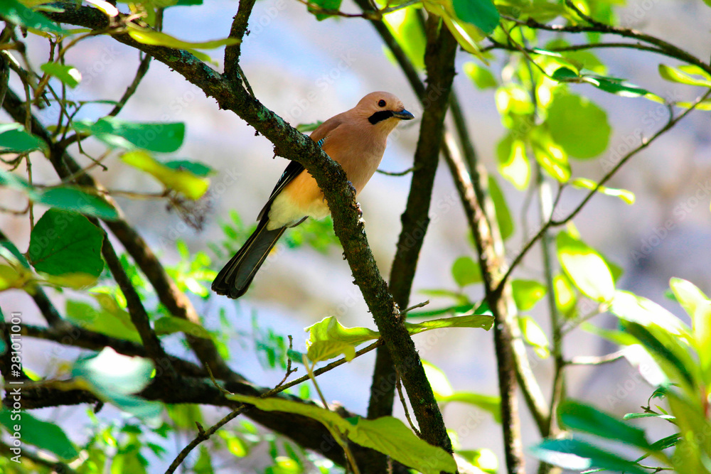 Fototapeta premium Eurasian Jay, Garrulus glandarius, Mukteshwar, Nainital, Uttarakhand.