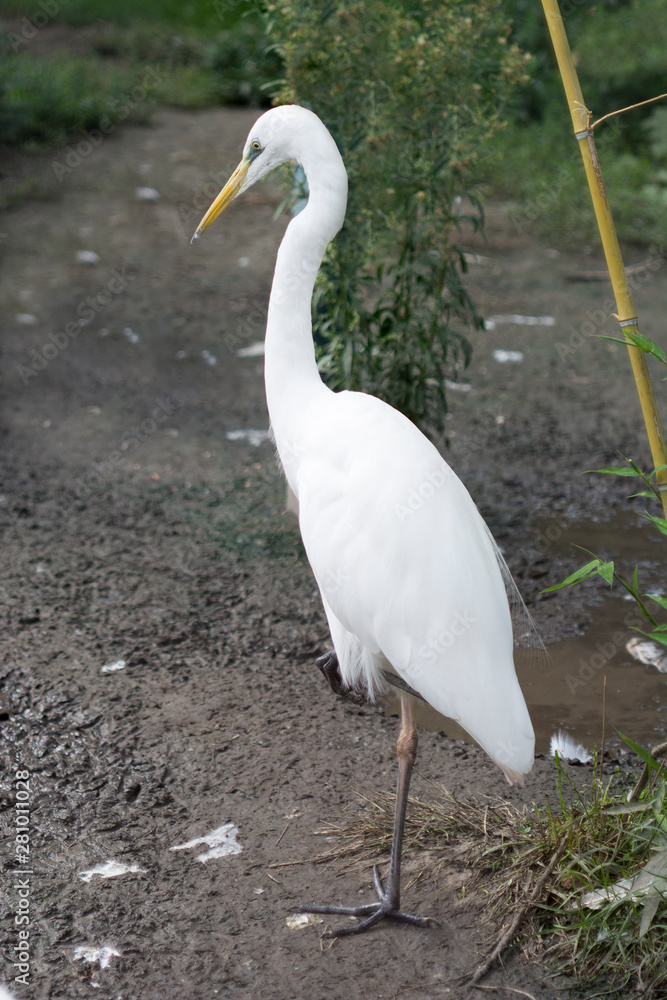 Heron Heron
