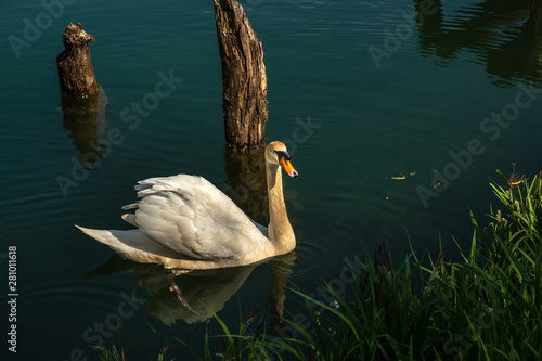 swan photo