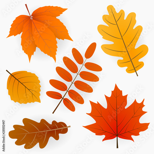 Autumn leaves or fall foliage collection. Vector isolated set of maple, oak or birch and rowan tree leaf. Falling poplar, beech or elm and aspen autumn leaves for seasonal holiday greeting card design