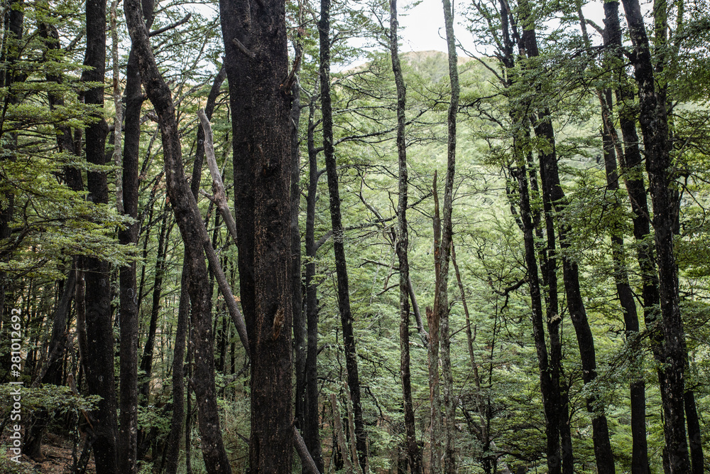 Fototapeta premium trees in forest nature background