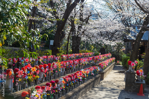 Spring cherry blossoms and Jizo statues, guardian deities of children, Zojoji Temple, Tokyo, Japan photo