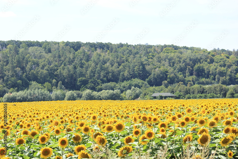 Field of sunflowers good harvest