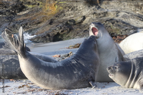 elephant seal pups play fighting 