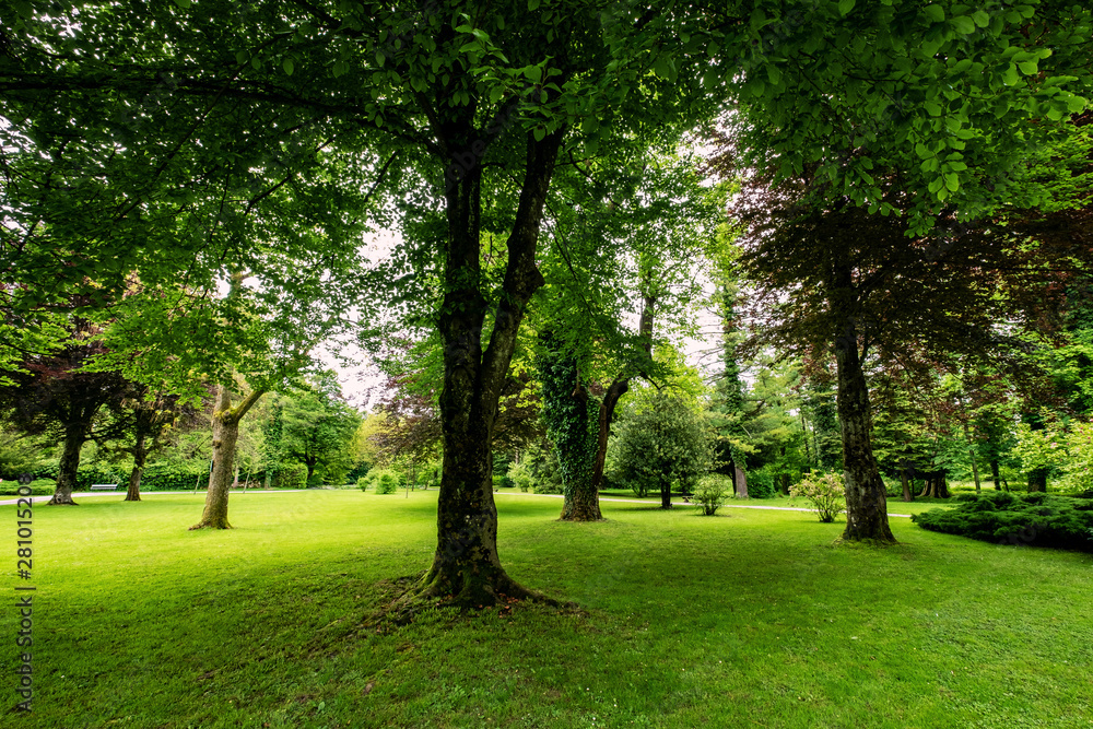 Fototapeta premium trees in the park
