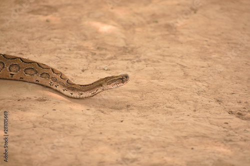 snake in desert