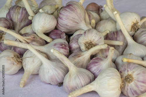 Garlic pile close up image. Bulbs of vegetables are on white textured fabric as background. Seasoned summer or autumn harvest of organic diet food. Concept of healthy life and natural nutrition