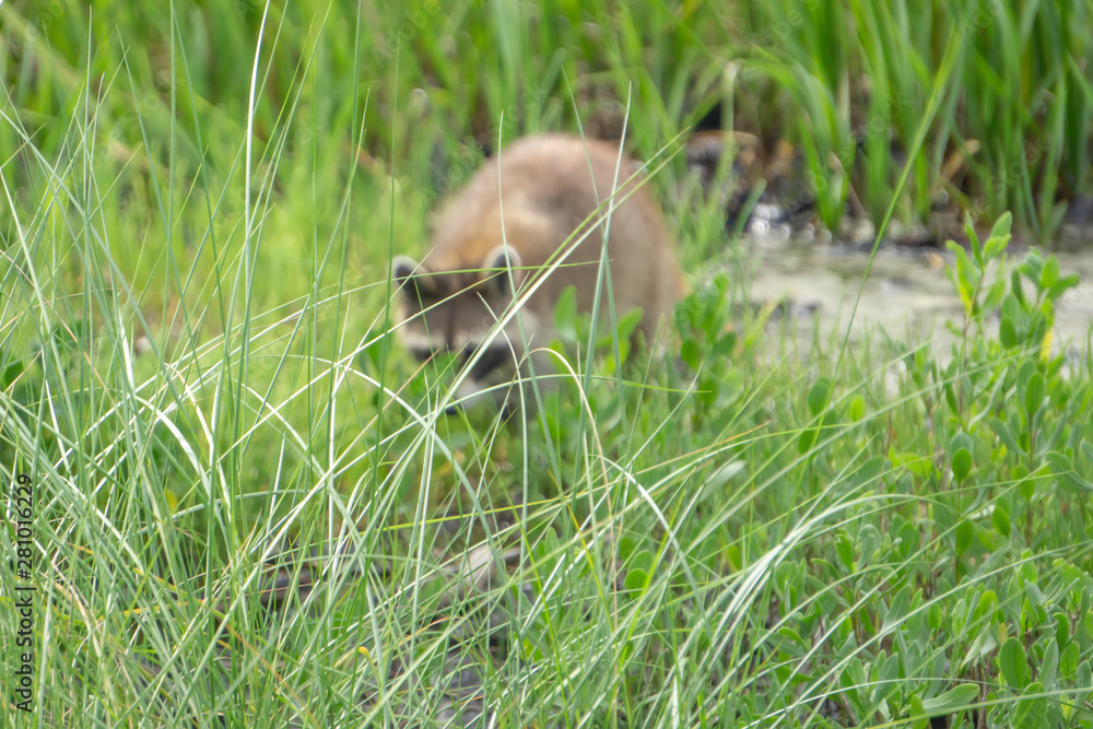 raccoon causing mischief at a campsite raccoon causing mischief at a campsite
