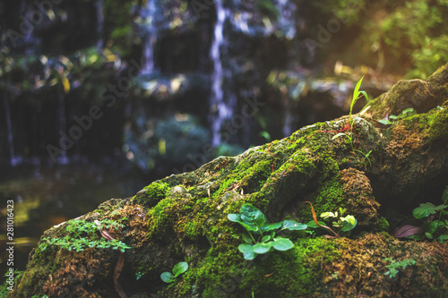 The beauty of mosses and rocks on waterfalls in nature