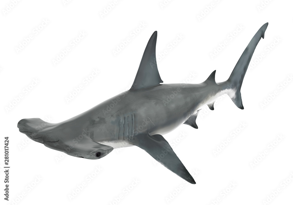 Fototapeta premium Hammerhead Shark Isolated