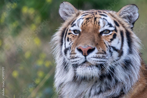Amur Tiger © Richard