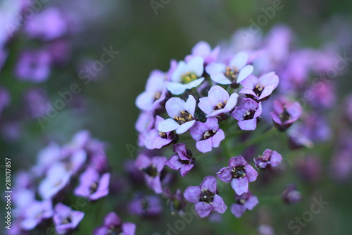Fototapeta Naklejka Na Ścianę i Meble -  close up details and colors on small tiny flowers on a Hydrangea bush