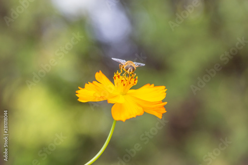 Outdoor spring blooming yellow orange yellow autumn flowers and bees,Cosmos sulphureus Cav. © Jianyi Liu 