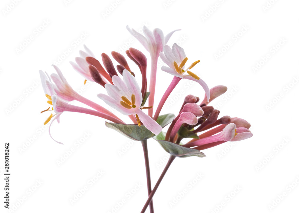 Pink honeysuckle  flowers