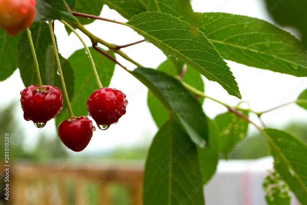 Obraz premium Ripe cherries in the raindrops. blurred background.