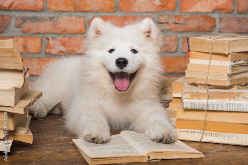Papier peint White Samoyed puppy dog with book
