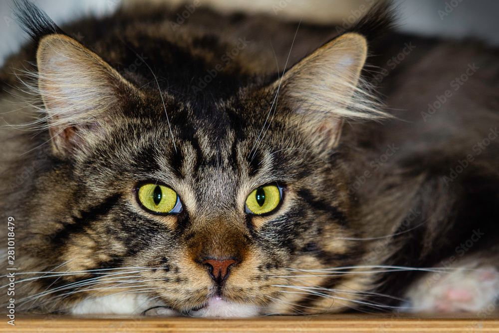 Bored Maine Coon cat lying as a portrait shot. Bored Maine Coon cat lying as a portrait shot.