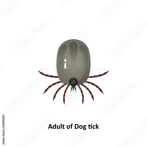 Vector dog tick on a white background Bite the pet Is an insect species The life cycle of an egg is an embryo for an adult teenager.