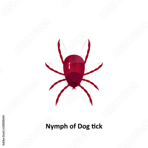 Vector dog tick on a white background Bite the pet Is an insect species The life cycle of an egg is an embryo for an adult teenager.