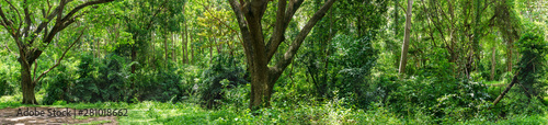 Panoramic Tropical rain forest jungle in Thailand