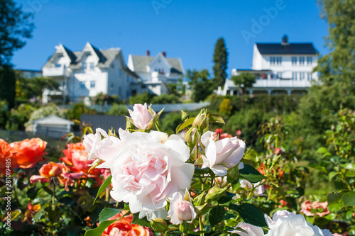 Rosen in Molde (Norwegen)