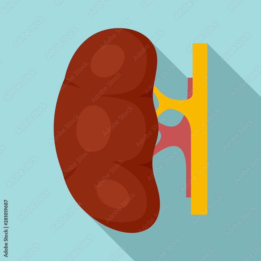Fototapeta premium Human kidney icon. Flat illustration of human kidney vector icon for web design