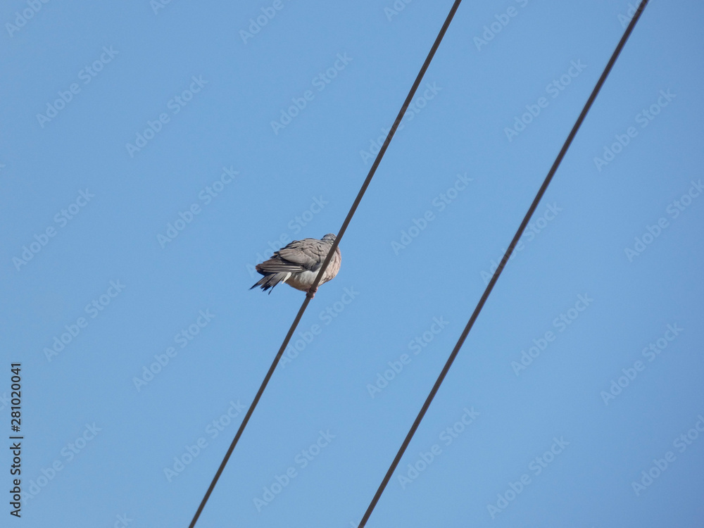 Pájaro en los cables de tendido eléctrico