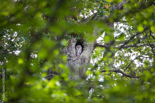  Tawny owl or brown owl (Strix aluco).