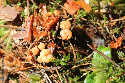Leotia lubrica or jelly baby mushroom. July, Belarus