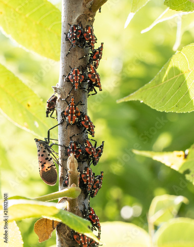 Spotted Lanterfly red nymph stage and newly emerged adult, Berks County, Pennsylvania photo