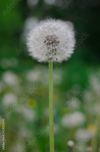 The second blooming of dandelion