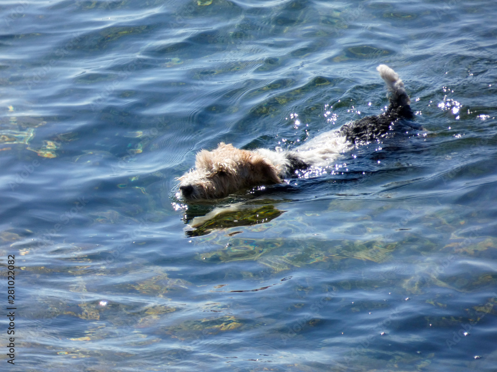 Perro nadando en el agua del mar. perro de vacaciones
