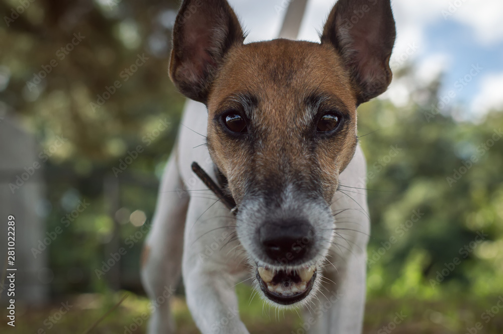 Fox terrier dog for a walk, muzzle