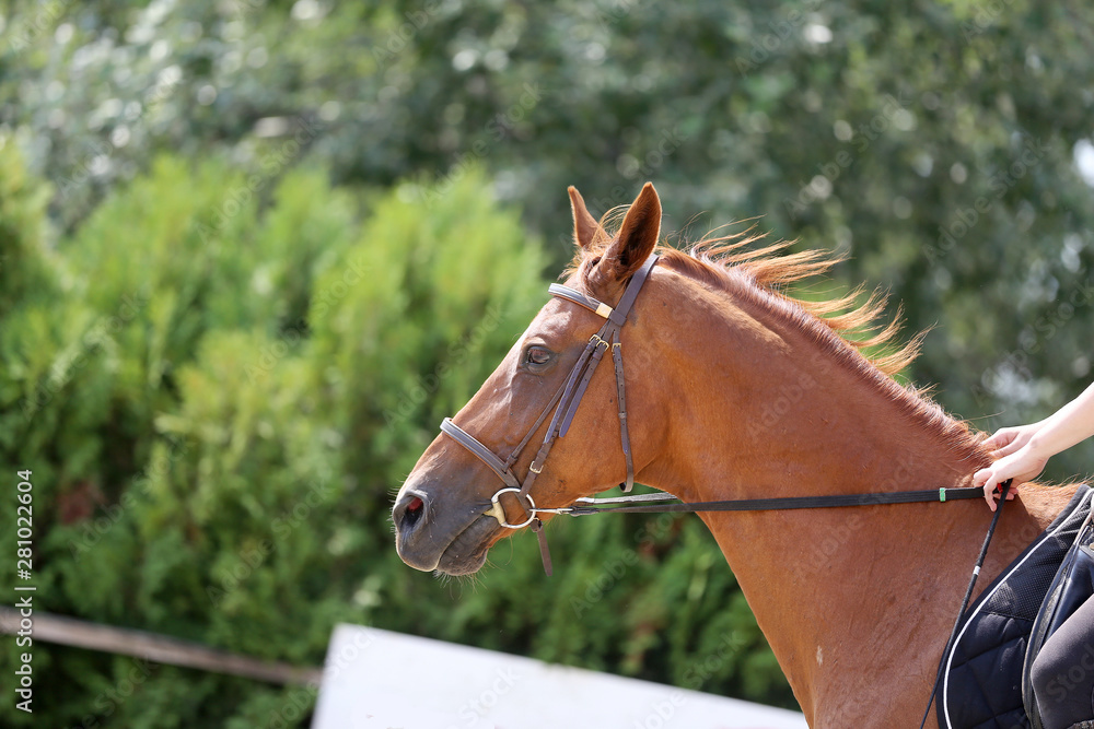 Obraz premium Beautiful young sport horse canter during training outdoors