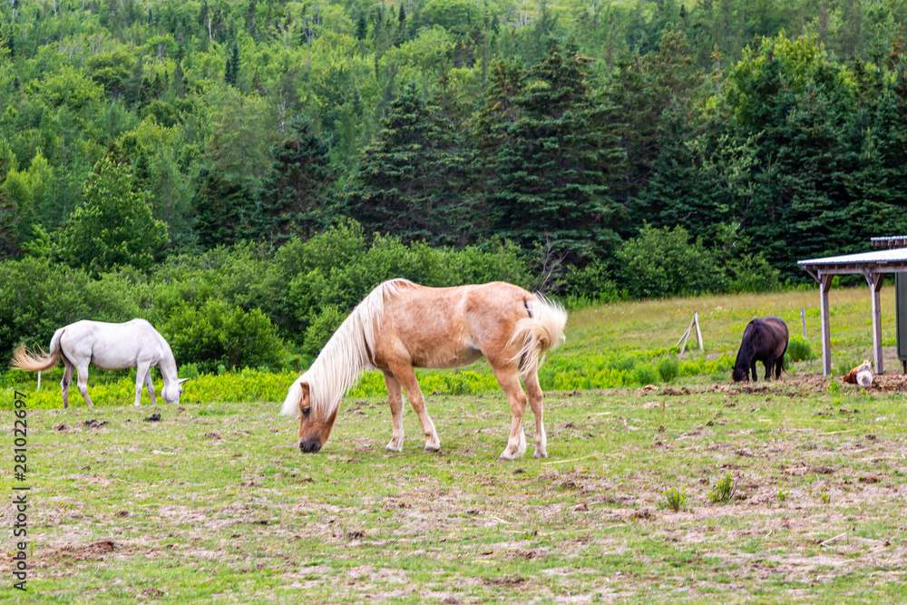 Horses at Pasture Horses at Pasture